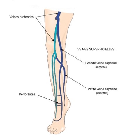 Phlébologie : veines profondes, veines superficielles, grande veine saphène, perforantes